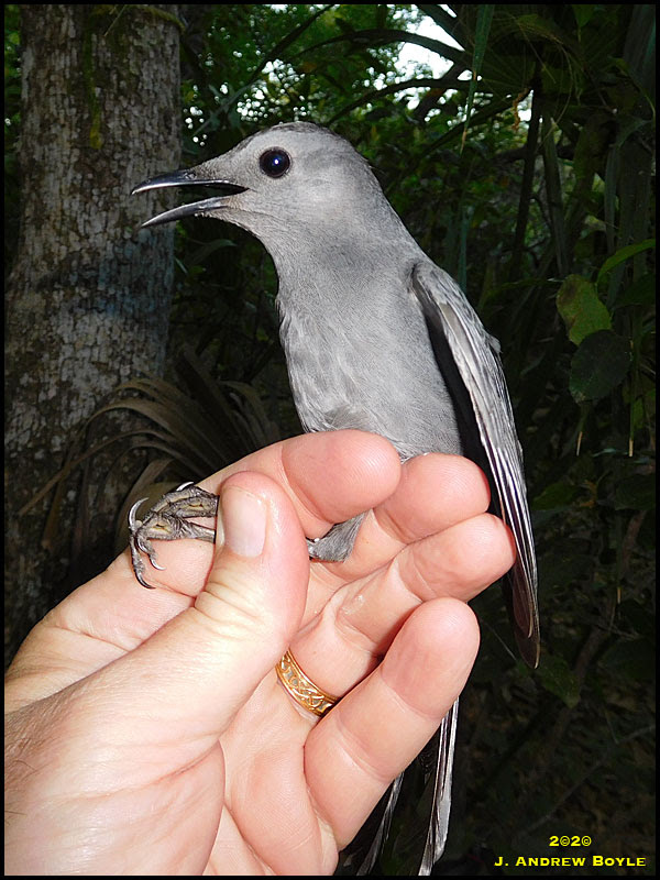 Gray Catbird