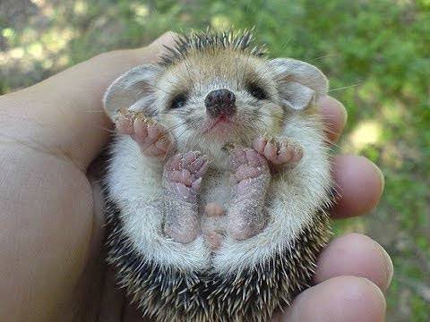 可愛い動物さんシリーズ