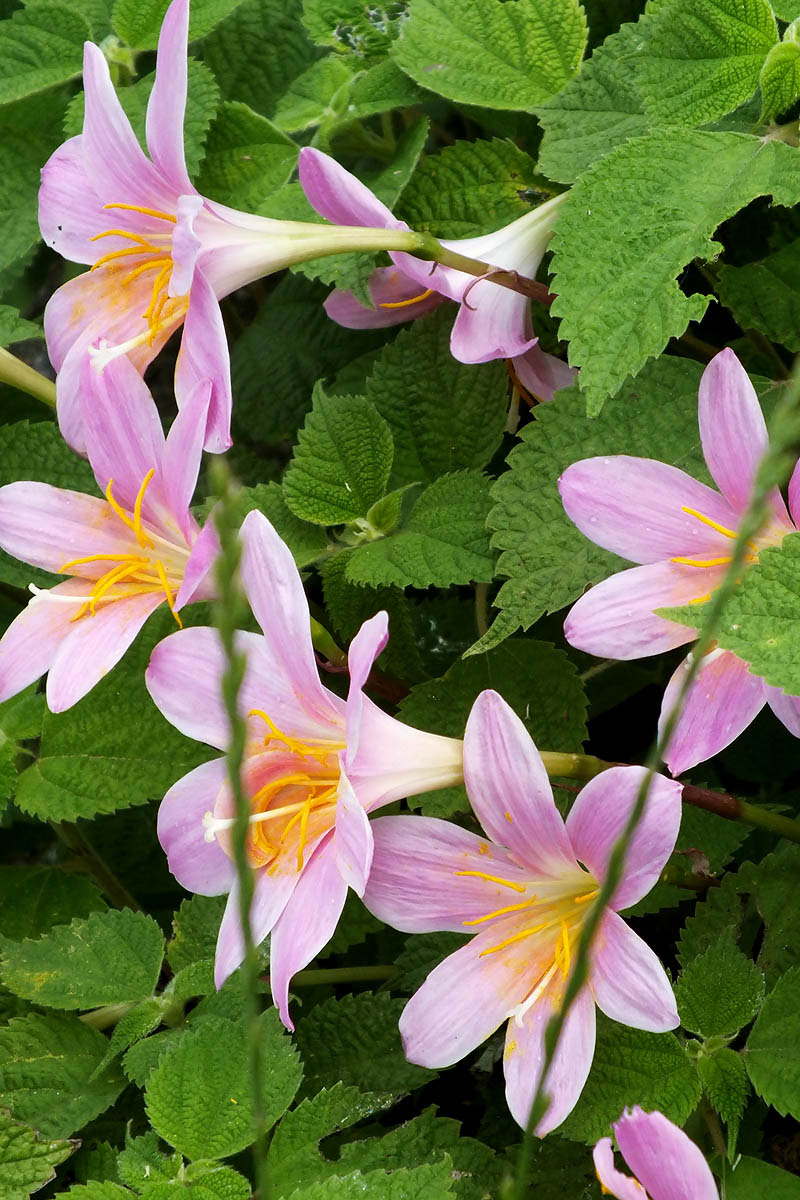 お花の写真集 サフラン擬 サフランモドキ