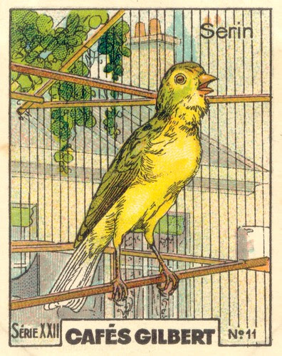gilbert oiseau 10