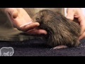 ++ 50 ++ bébé kiwi oiseau 557555
