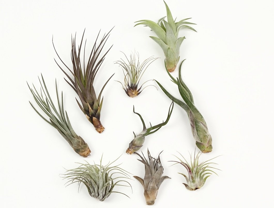 エアープランツのおしゃれな飾り方と育て方 インテリアにおすすめ ラディーチェ