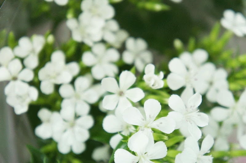 浜なでしこ の花言葉