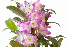 デンドロビウムの花言葉 デンドロビウムの花言葉と名前の由来