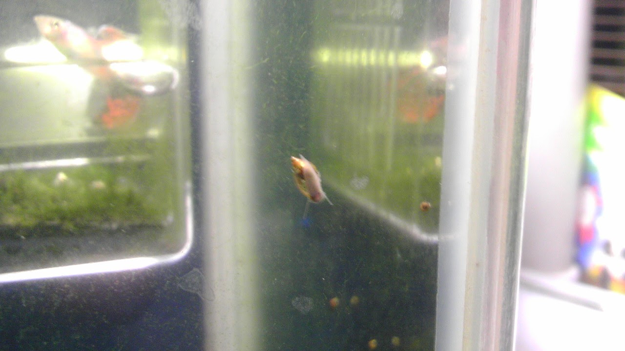 苔取からスネール駆除まで 淡水巻貝を語ろう 10