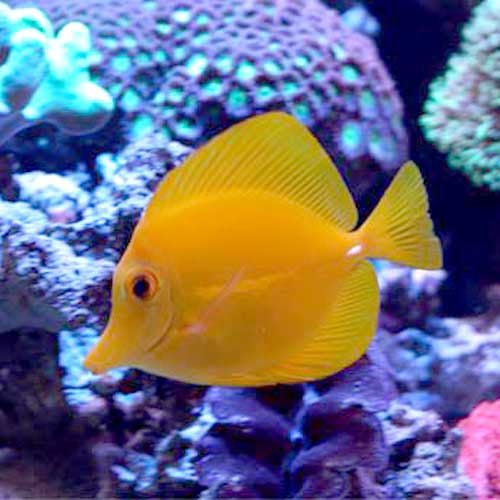 パウパウにいる海水魚の一部ご紹介 熱帯魚ショップパウパウアクアガーデン