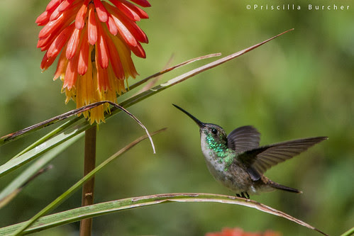 Amazilia franciae -male- (Andean Emerald/Esmeralda andina)