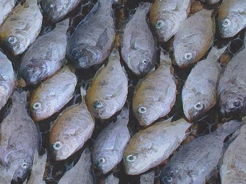 Fish by pdw's atelier
