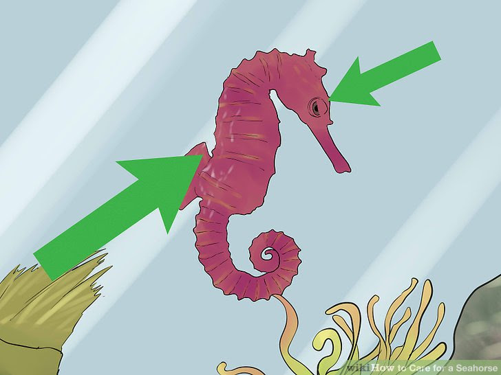 Care for a Seahorse Step 10 Version 2.jpg
