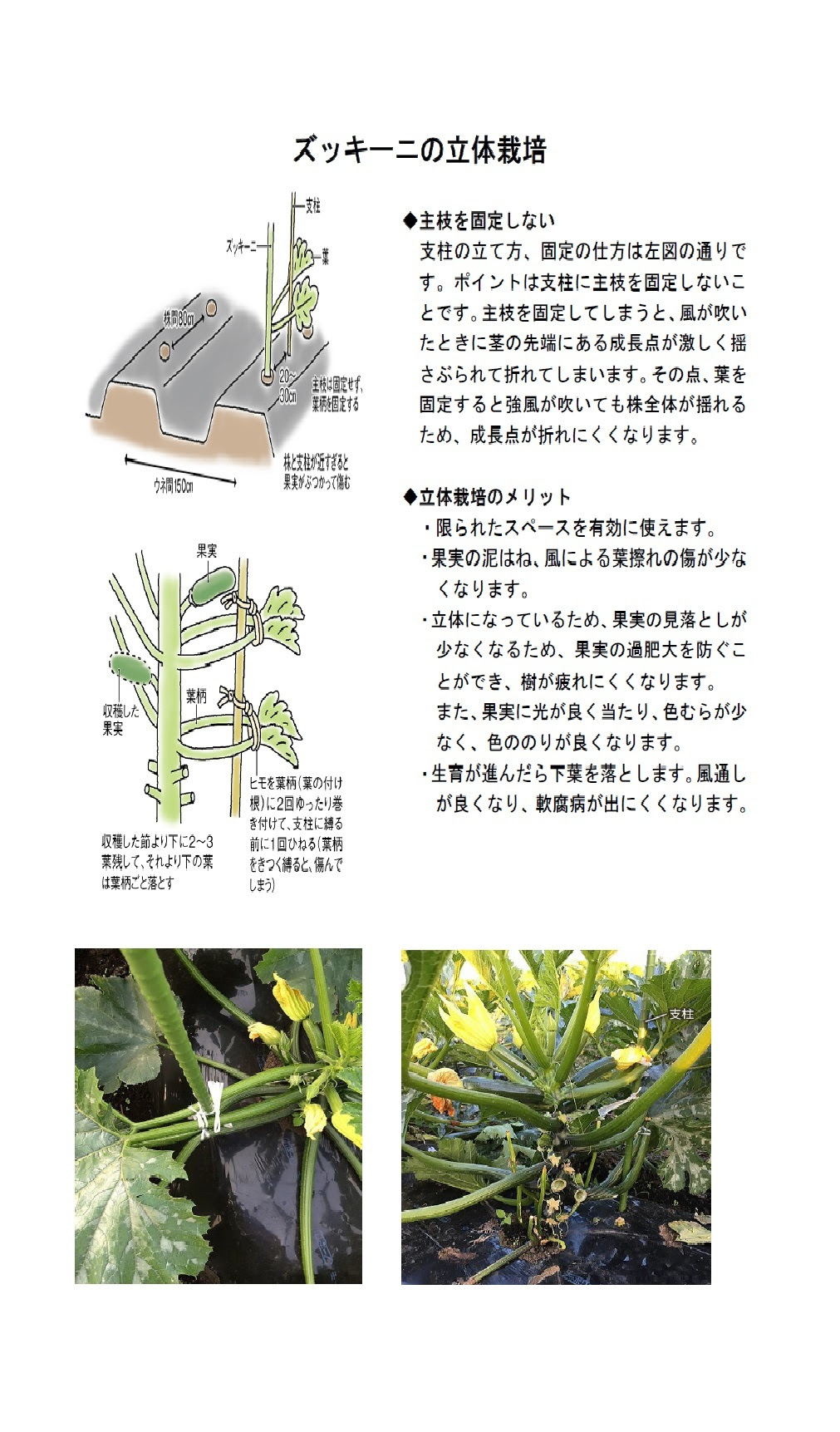 春夏野菜の栽培ポイント