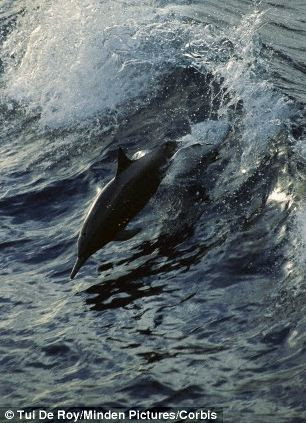 No-one is certain why dolphins 'surf' and ride waves (stock image) but some experts think it is for fun