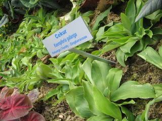 gambar daun cekur 1