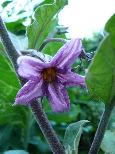 Auberginenblüte