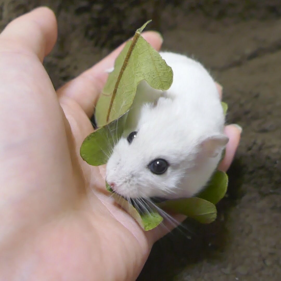 ハムスター柏もち が可愛いすぎて食べちゃいたい