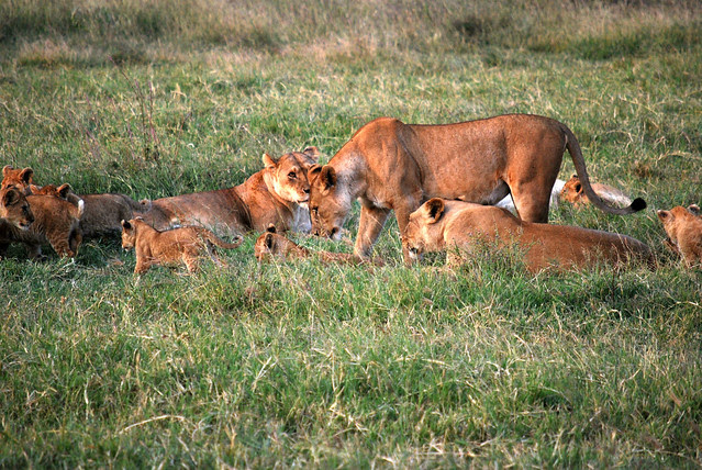 SafariAnimals-026