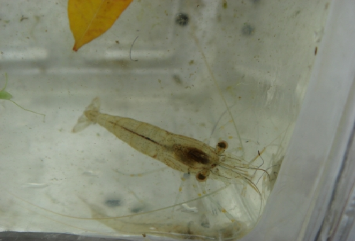 ヤマトヌマエビの足って再生するの 熱帯魚 淡水魚 海水魚の図鑑