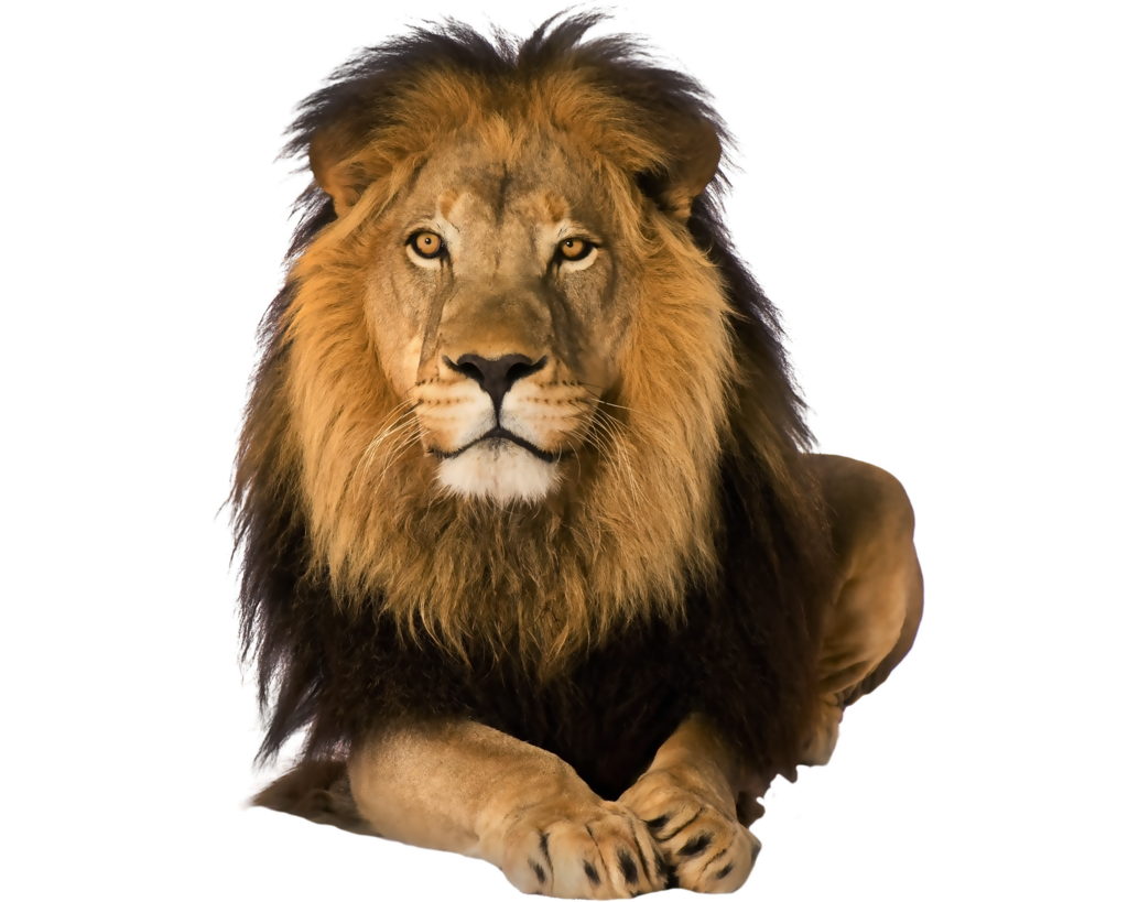 Animal PNG HD Transparent Animal HD PNG Images PlusPNG Animal PNG HD Transparent Animal HD PNG Images PlusPNG