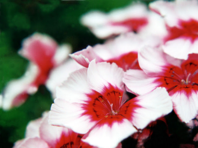 綺麗な花の写真 綺麗な花を写真素材としてフリーで公開