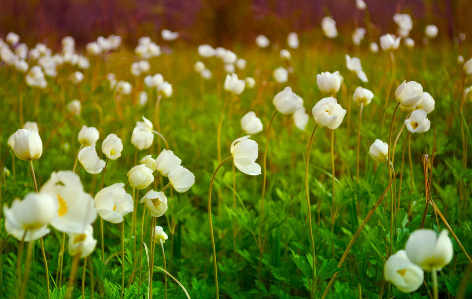 Public Domain Picture | Forest flowers | ID ...