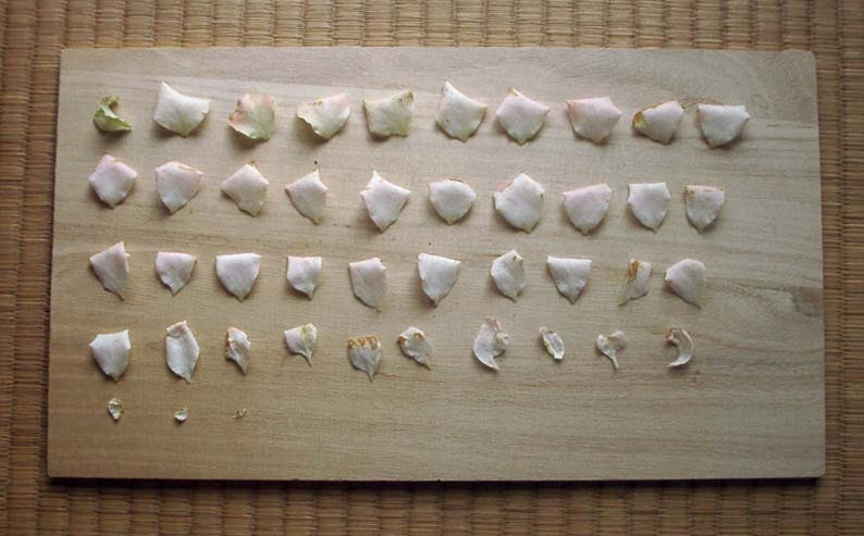 バラの花びらの数 第二回調査 海天丘仰 かいてんきゅうぎょう