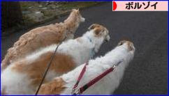 にほんブログ村 犬ブログ ボルゾイへ