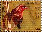 Red Avadavat Amandava amandava