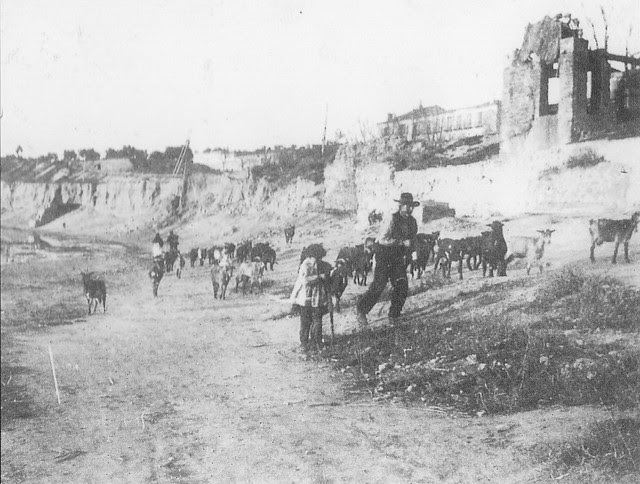 Ganado en Buenavista hacia 1900