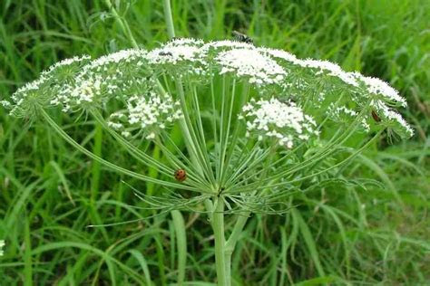 Queen anne's lace is native to asia and europe, but invasive in north america. Ammi majus