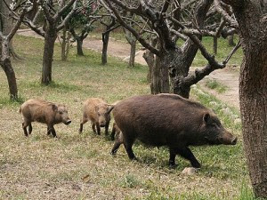 イノシシは道を崩す 反対という名の思考停止 日本オオカミ協会