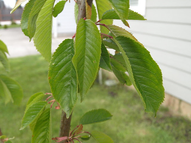 P4200882