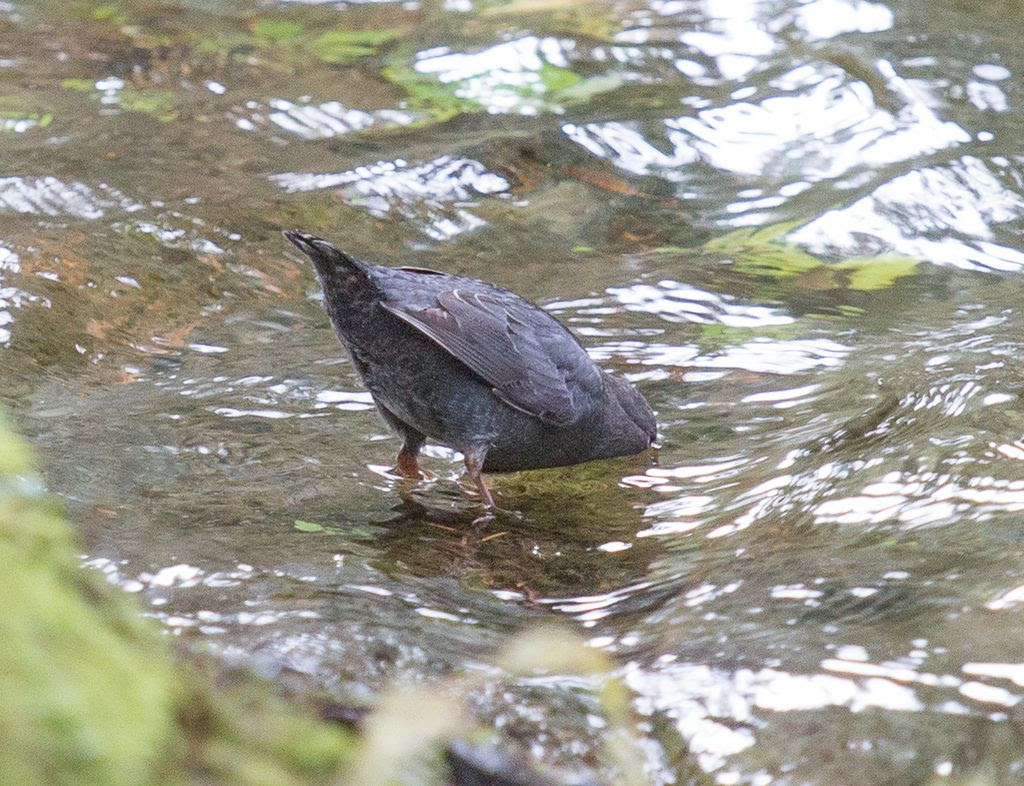 Oiseaux De Louest