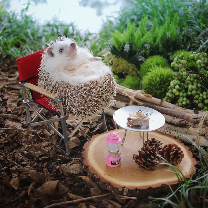 Chuyến picnic của chú nhím Nhật tí hon