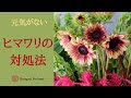 √画像をダウンロード ヒマワリ 切り花 下向き 217102