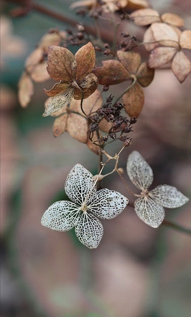 Hydrangea in winter  Nature Details amp; Formation  Pinterest