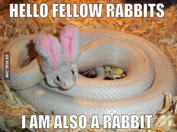 Day 5 Down The Rabbit Hole Meme By Fearlesssinnerz Memedroid