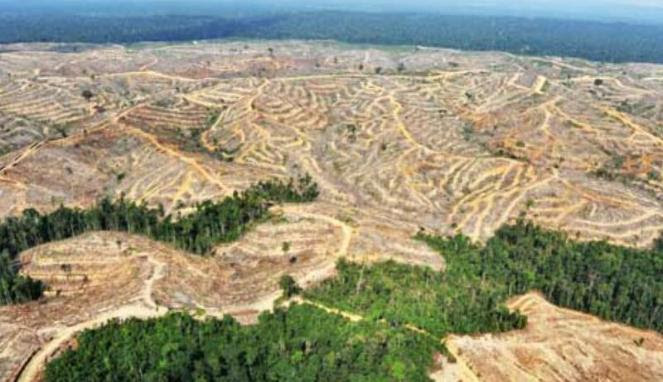 Kerusakan Hutan  Indonesia Tertinggi di Dunia Gambar  