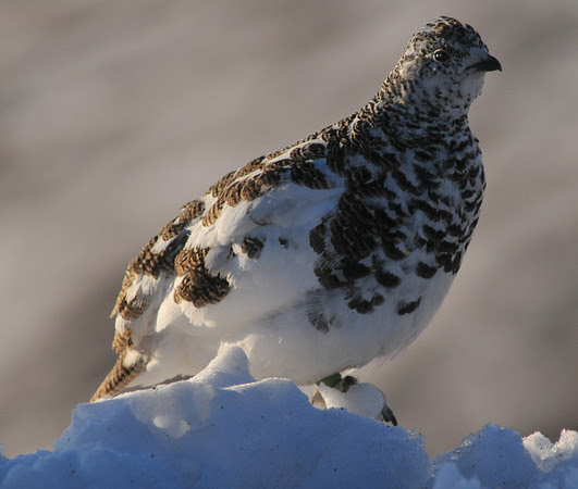 ptarmigan