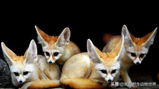 沙漠之狐 雌雄終身廝守 外表呆萌可愛 寵物黑市叫價10萬 每日頭條