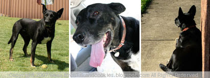 Jack- wonder dog