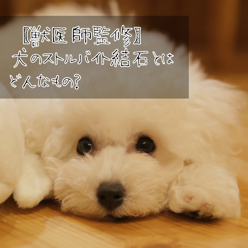 獣医師監修 犬のストルバイト結石とはどんなもの 注意したい食べ物など紹介
