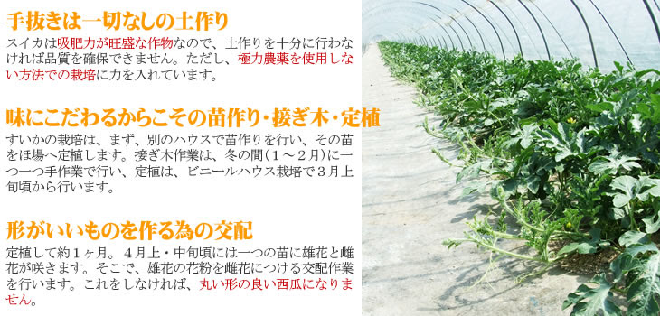 本物を追求する フォーシーズン 本店 鳥取県産スイカ