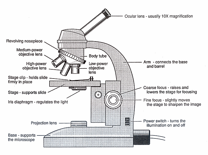 Free Microscope Drawing, Download Free Microscope Drawing png ...
