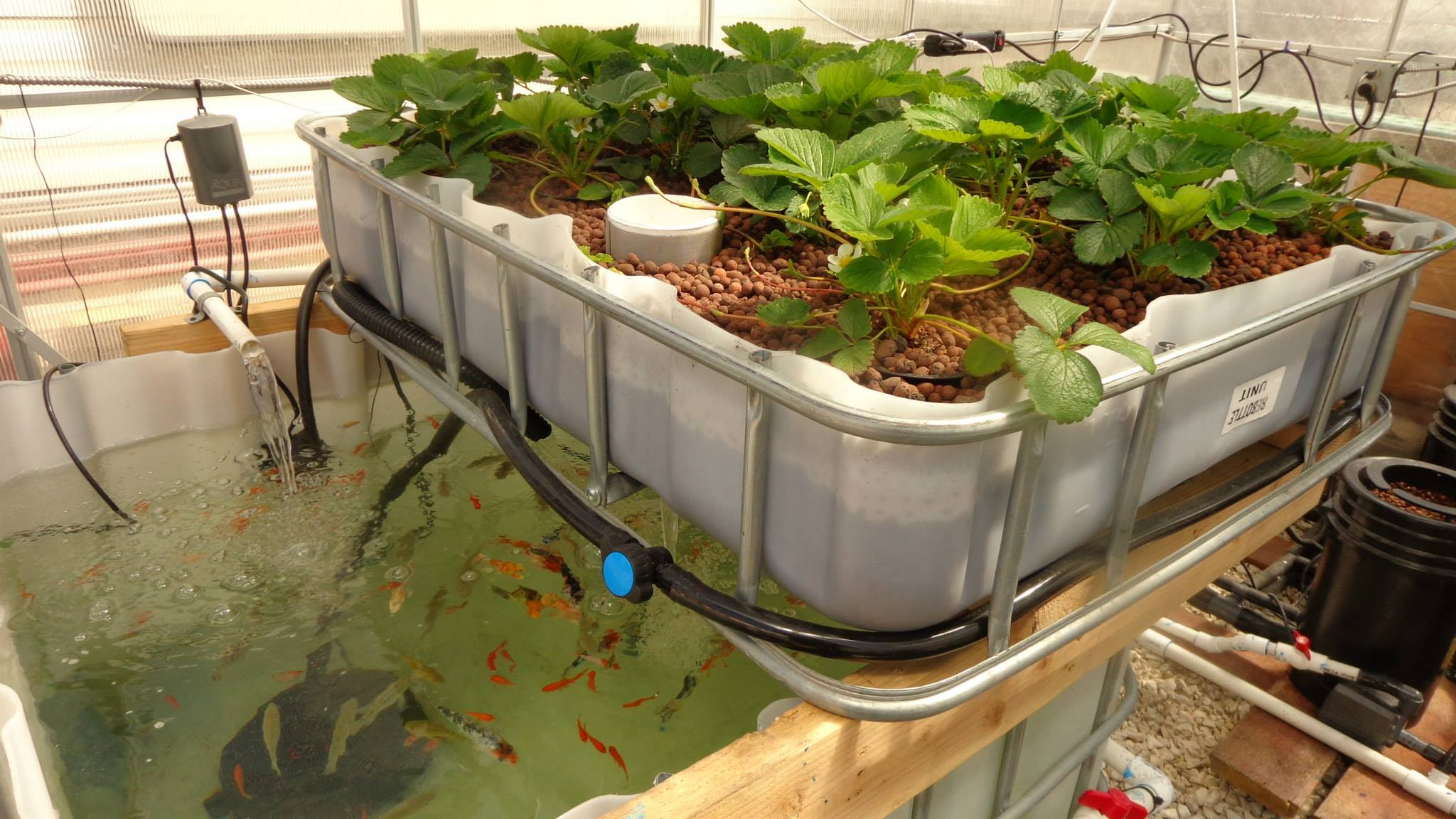 High Crop Production Aquaponics - GROZINEGROZINE