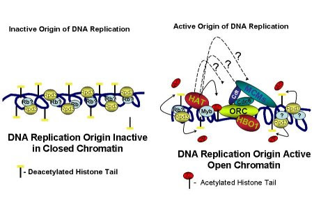 Chromatin suppression & structural integrity