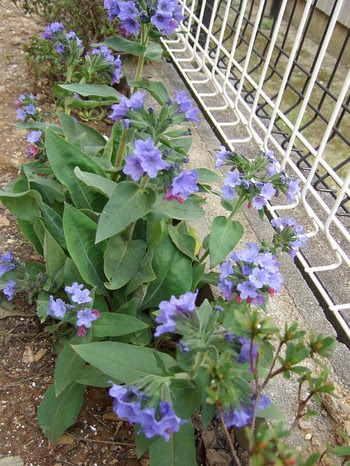 日陰で咲く花と冬の寄せ植えがやっと満開に ネコと昼寝とバラ育て