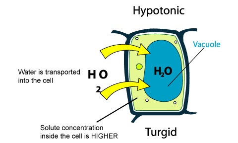 A Plant Cell Placed In A Hypotonic Solution Would Undergo Lysis / Osmosis What Is It A Level A2 As Biology Revision Notes - Check spelling or type a new query.