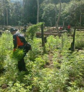 ladang ganja 36 hektare, Aceh Besar, Biereun dan Gayo, 2008 ladang ganja 36 hektare, Aceh Besar, Biereun dan Gayo, 2008