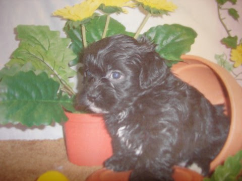 Bon Anniversaire Mon Petit Chien The Haute Housewife