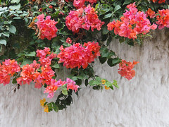 DSC01500