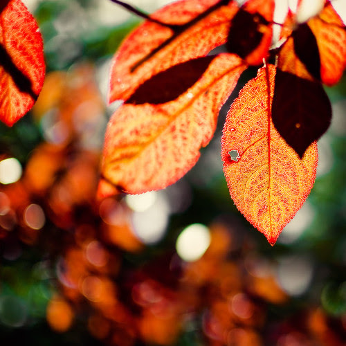 274/365: Every leaf speaks bliss to me, fluttering from the autumn tree.